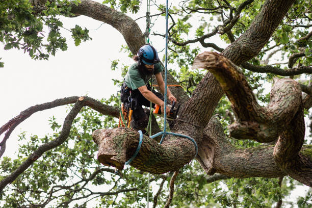 How Our Tree Care Process Works  in  Des Arc, AR